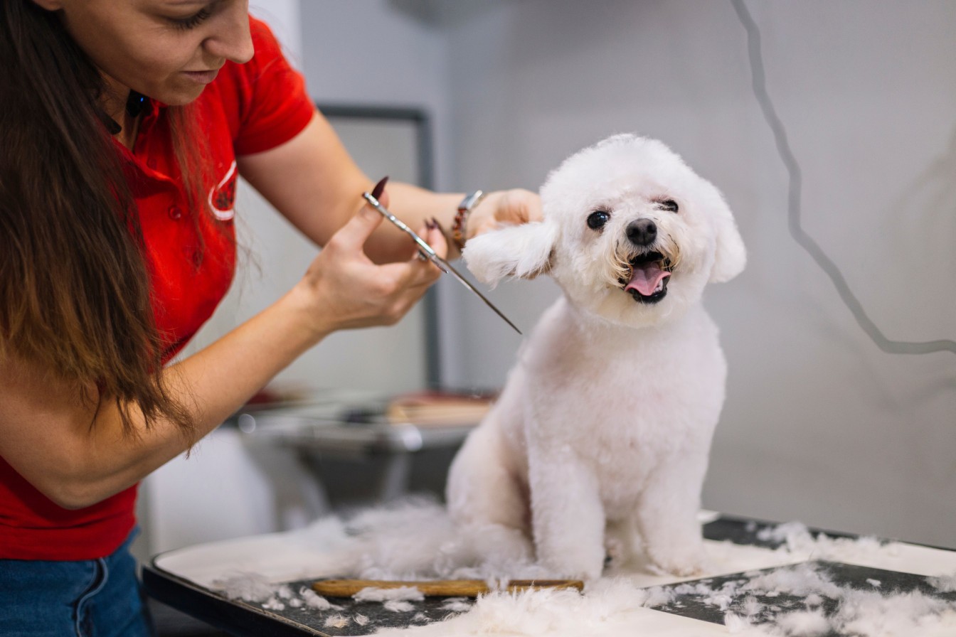 How Pet Grooming Makes Life Easier for You and Your Pet