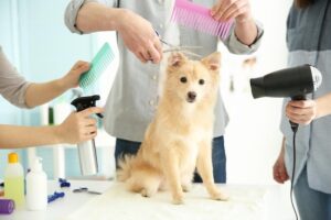 Are You Neglecting Your Pet’s Grooming? Why It’s Time to Prioritize It!
