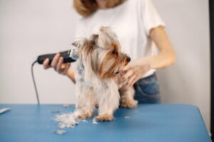 Could Soapy Dogs Be the Secret to a Happier, Cleaner Pet?