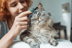 Can Mobile Groomers Handle Aggressive or Nervous Pets? Here’s What Happens!