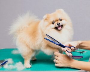 5 Surprising Benefits of Dog Grooming for Your Pup’s Mental Health