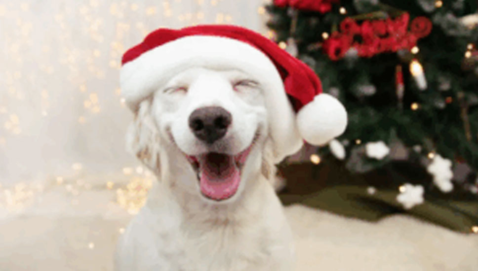 New Year, New Grooming Routine: How Mobile Pet Grooming Can Simplify Your 2026