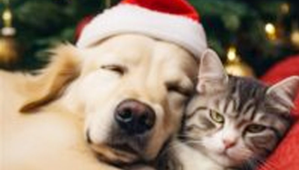 Get Your Pet Holiday-Ready: Why a Mobile Groomer is Perfect for Christmas