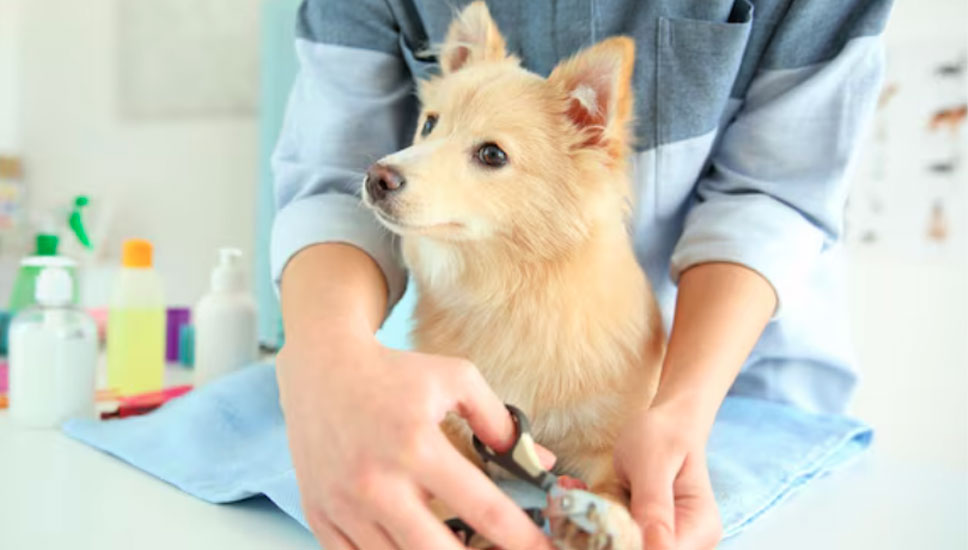 Why a Reliable Mobile Groomer is the Secret to Your Pet’s Health and Happiness?