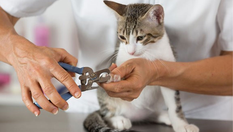 Busy Schedule? How Mobile Cat Grooming Saves Time Without Compromising Care!