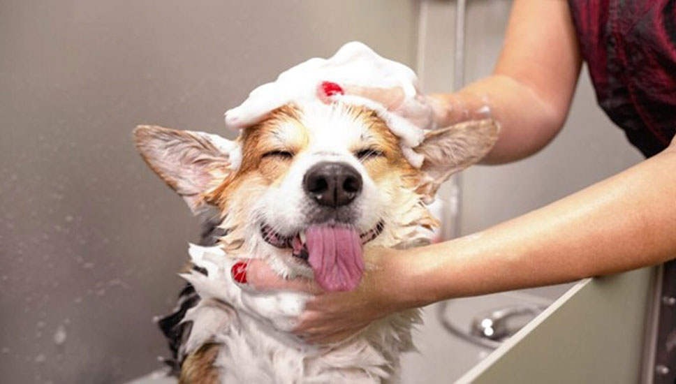 What Defines a Truly Reliable Mobile Groomer? 9 Standards Pet Owners Should Demand!