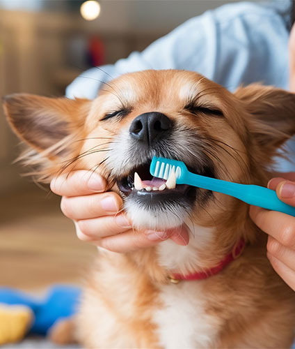 Teeth Brushing